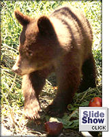 Black bear