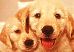Golden Retriever Puppies