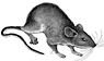 Wood Rat